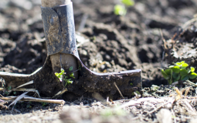 Lavameel: Onmisbaar in elke (ecologische) tuin!