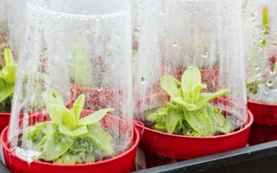 Bouw een kweekkas voor je planten